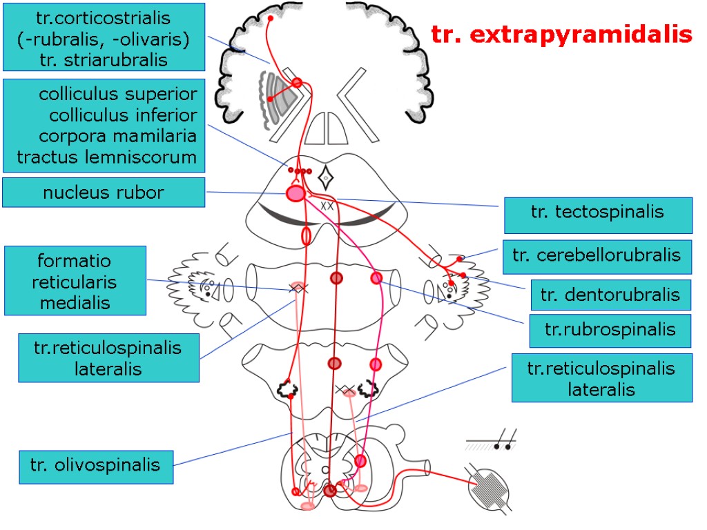 tr.corticostrialis (-rubralis, -olivaris) tr. striarubralis tr.rubrospinalis colliculus superior colliculus inferior corpora mamilaria tractus lemniscorum